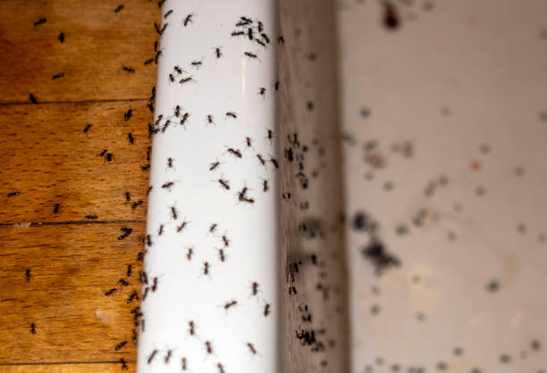  Kingman, KS Pest Control Pros