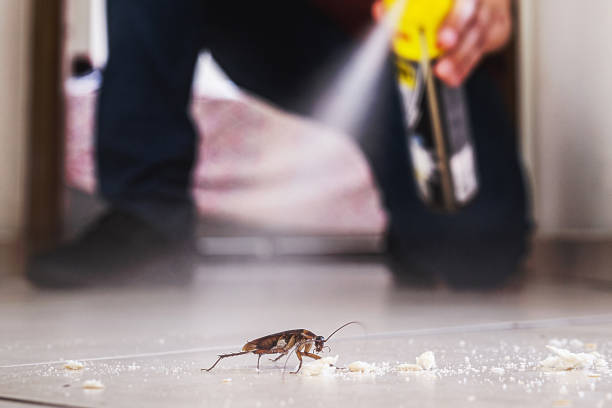 Best Rat Extermination Near Me  in Kingman, KS