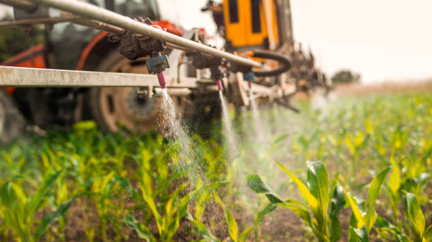 Best Ant Control Services  in Kingman, KS